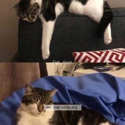 Photo 1/1 Grisou Chat lost in Ronchin