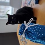 Picture of cat lost at Shefford