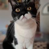 Picture of cat lost at L Isle Sur La Sorgue