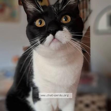 Photo 1/1 Pirate Chat lost in L isle sur la sorgue