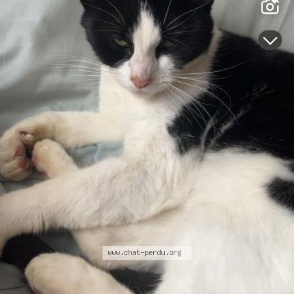 Photo 1/1 Ollie Chat lost in Saone