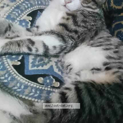 Photo 1/1 Gunda Chat lost in Banglore