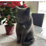 Picture of cat lost at Tomblaine