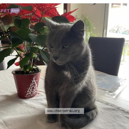 Photo 1/1 Grisouille Chat lost in Tomblaine