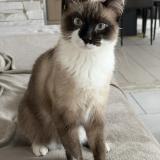 Picture of cat lost at Dourges