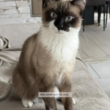 Photo 1/1 Stitch Chat lost in Dourges