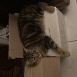 Picture of cat lost at Reze