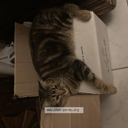 Photo 1/1 Mahou Chat lost in Reze