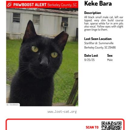 Photo 1/1 Keke Bara Chat lost in Summerville