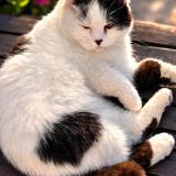 Picture of cat lost at Marignac