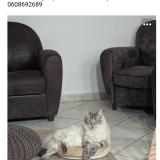 Picture of cat lost at St Simeon De Bressieux