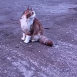 Picture of cat lost at Albi