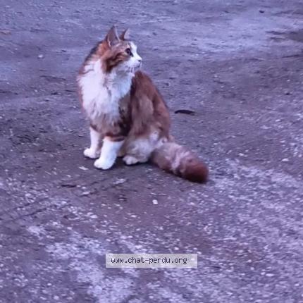 Photo 1/1 Poppy Chat lost in Albi