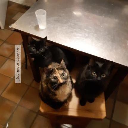 Photo 1/1 chouquette Chat lost in Saint brieuc