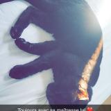 Picture of cat lost at Cozes