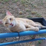 Picture of cat lost at Toulouse