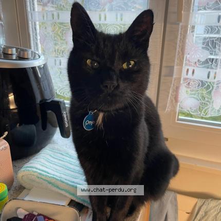 Photo 1/1 Onyx Chat lost in Martigny