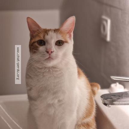 Photo 1/1 Milo Chat lost in La varenne saint hilaire