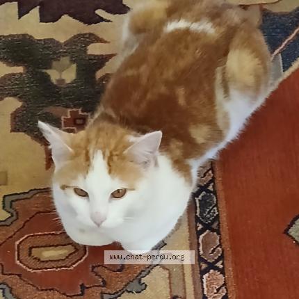 Photo 1/1 Abricot Chat lost in Plomb