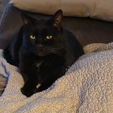 Picture of cat found at Compiegne