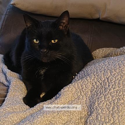 Photo 1/1 Found cat Found in Compiegne