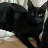 Picture of cat lost at Hillcrest Durban