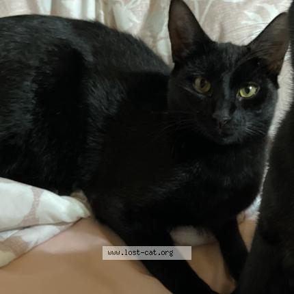 Photo 1/1 Tattens Chat lost in Hillcrest durban