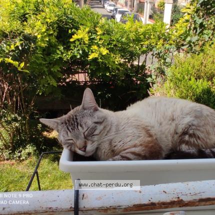 Photo 1/3 Oslo Chat lost in Creil