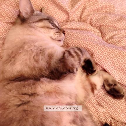 Photo 2/3 Oslo Chat lost in Creil