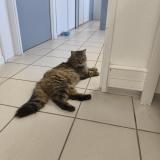 Picture of cat found at Lespinasse