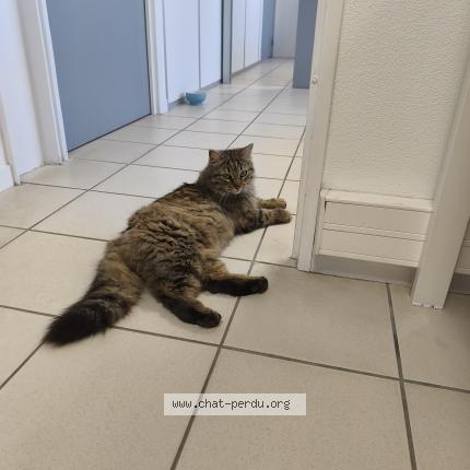 Photo 1/1 Found cat Found in Lespinasse