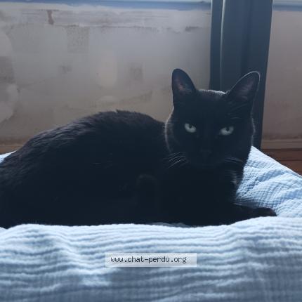 Photo 1/1 Minnie Chat lost in Belfort