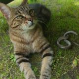 Picture of cat lost at Viarmes