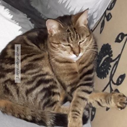 Photo 2/2 Lilas Chat lost in Viarmes