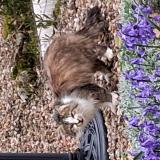 Picture of cat found at Messe 79120