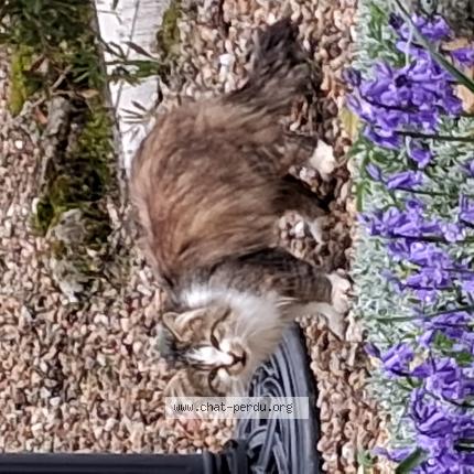 Photo 1/1 Found cat Found in Messe 79120