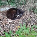 Picture of cat found at Ourton