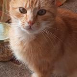 Picture of cat lost at Le Monteil Au Vicomte