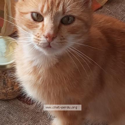 Photo 1/1 Rondoudou Chat lost in Le monteil au vicomte