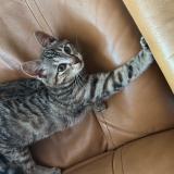 Picture of cat lost at Le Mans