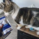 Picture of cat lost at La Seyne Sur Mer