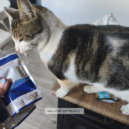 Photo 1/1 Joé Chat lost in La seyne sur mer