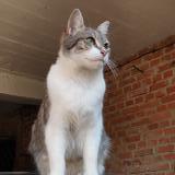 Picture of cat lost at Aschbach