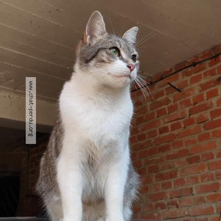 Photo 1/1 Chatoune Chat lost in Aschbach