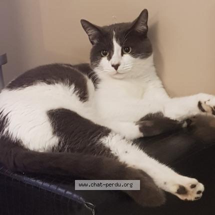 Photo 1/1 FILOU Chat lost in Beauvais