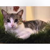 Picture of cat lost at Lespignan