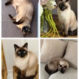 Picture of cat lost at Caumont Sur Durance