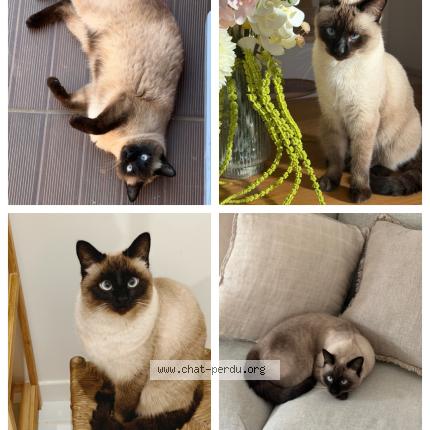 Photo 1/1 Oia Chat lost in Caumont sur durance