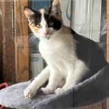 Picture of cat lost at Servant