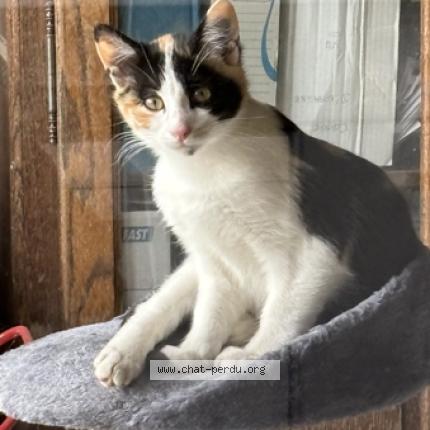 Photo 1/1 Câline Chat lost in Servant